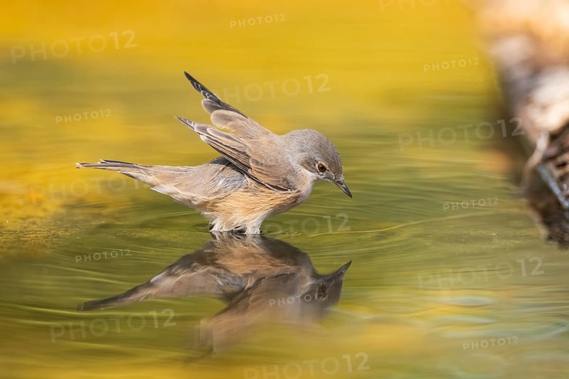 Western subalpine warbler (Curruca iberiae) at a water pool, Pinos, Solsona, Catalonia, Spain