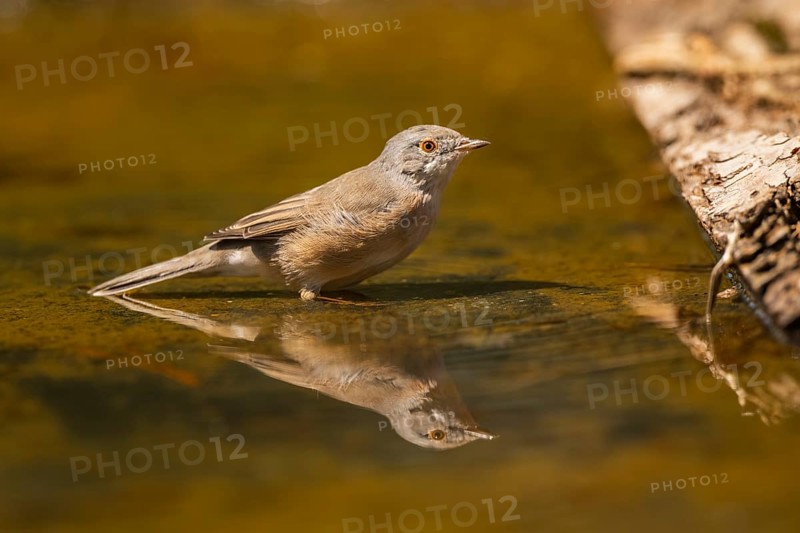 Western subalpine warbler (Curruca iberiae) at a water pool, Pinos, Solsona, Catalonia, Spain