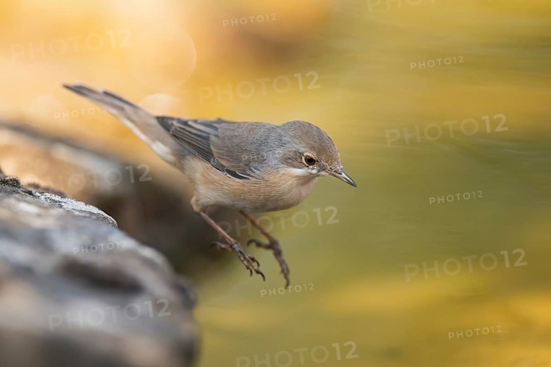 Western subalpine warbler (Curruca iberiae) at a water pool, Pinos, Solsona, Catalonia, Spain