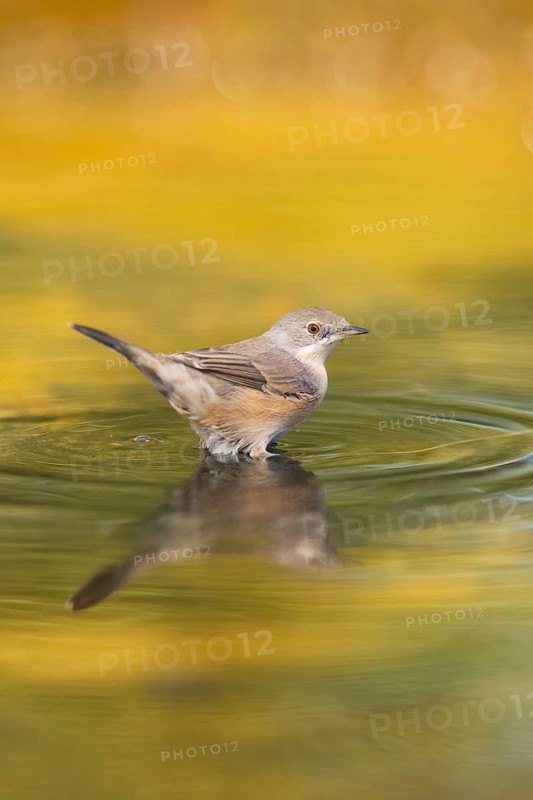 Western subalpine warbler (Curruca iberiae) at a water pool, Pinos, Solsona, Catalonia, Spain