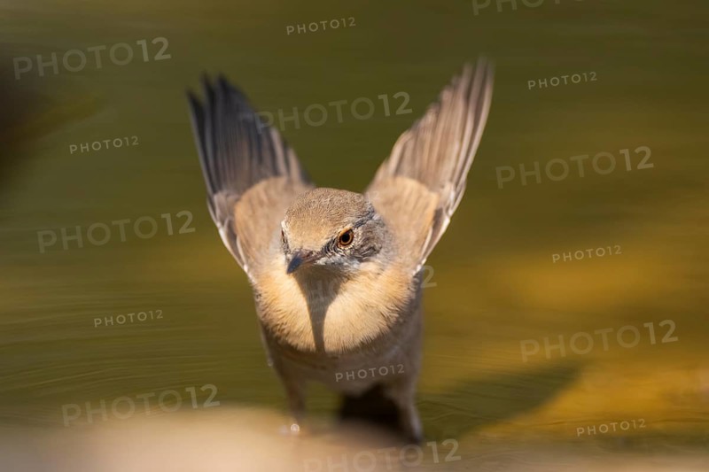 Western subalpine warbler (Curruca iberiae) at a water pool, Pinos, Solsona, Catalonia, Spain