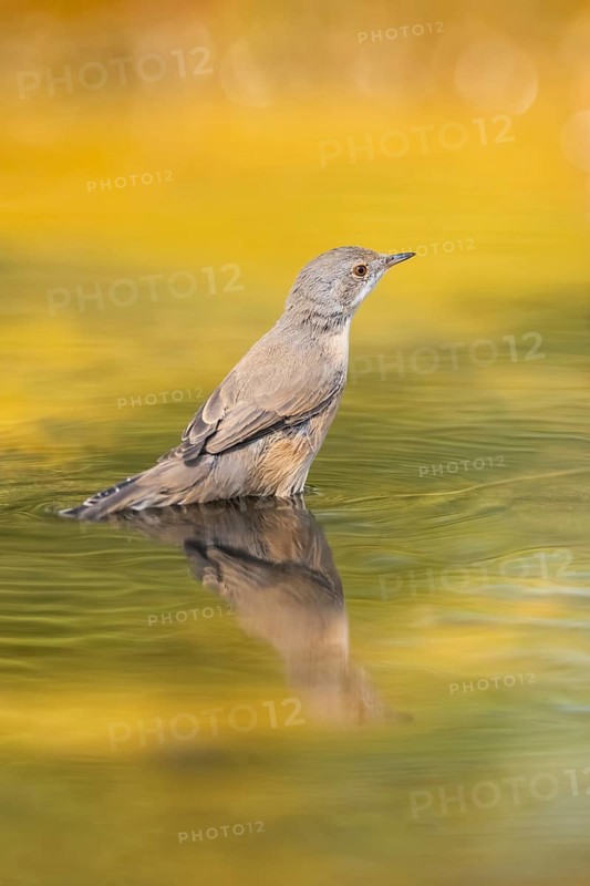 Western subalpine warbler (Curruca iberiae) at a water pool, Pinos, Solsona, Catalonia, Spain