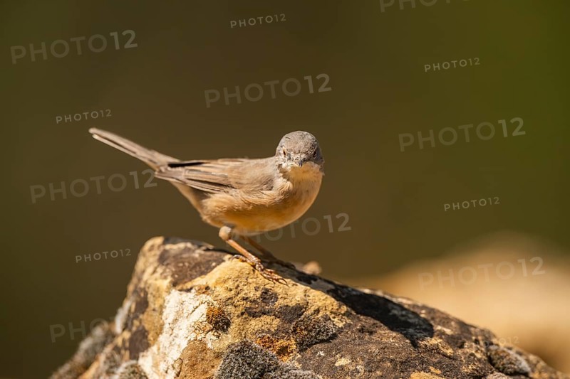 Western subalpine warbler (Curruca iberiae) sitting on a rock, Pinos, Solsona, Catalonia, Spain