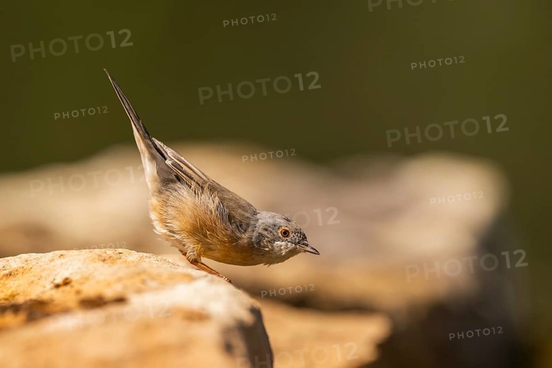 Western subalpine warbler (Curruca iberiae) sitting on a rock, Pinos, Solsona, Catalonia, Spain