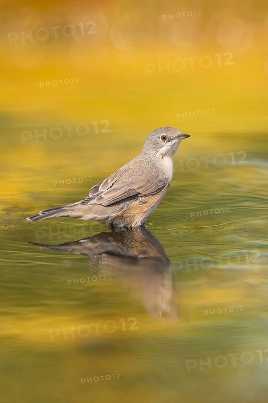 Western subalpine warbler (Curruca iberiae) at a water pool, Pinos, Solsona, Catalonia, Spain