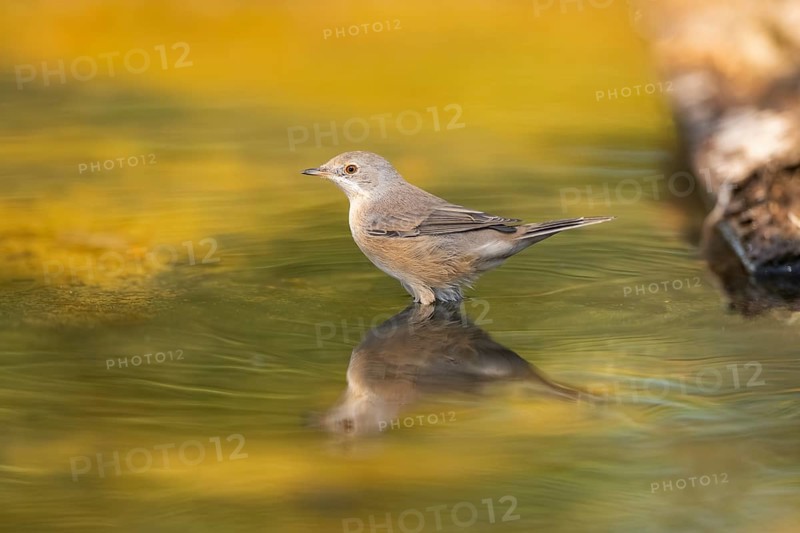 Western subalpine warbler (Curruca iberiae) at a water pool, Pinos, Solsona, Catalonia, Spain