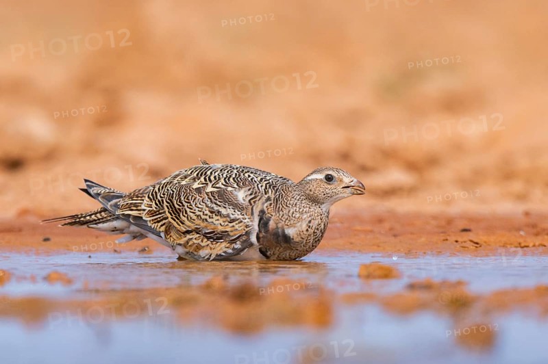Black-bellied Sandgrouse (Pterocles orientalis) on a farmers field, Belchite, Aragon, Saragossa, Spain
