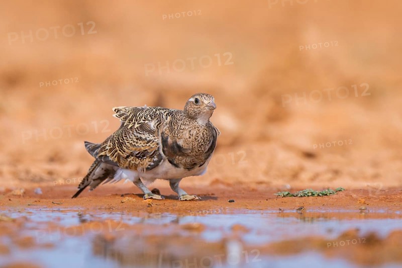 Black-bellied Sandgrouse (Pterocles orientalis) on a farmers field, Belchite, Aragon, Saragossa, Spain