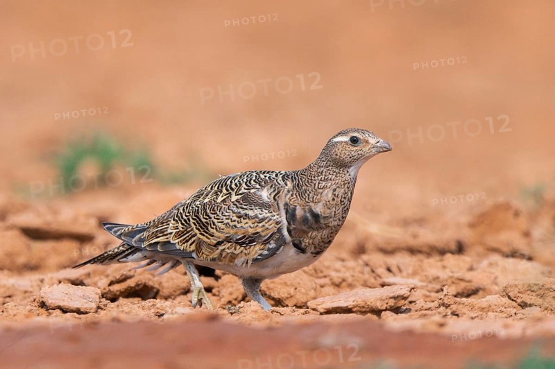 Black-bellied Sandgrouse (Pterocles orientalis) on a farmers field, Belchite, Aragon, Saragossa, Spain