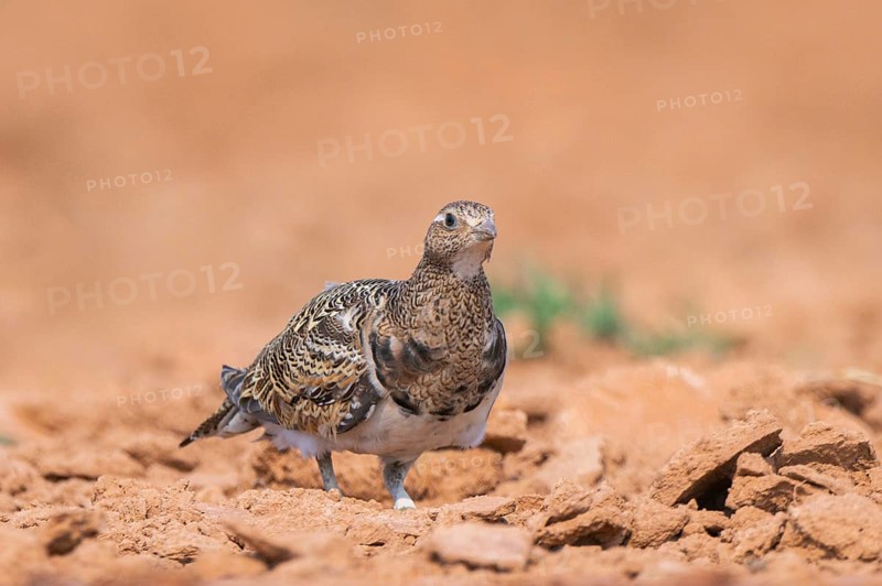 Black-bellied Sandgrouse (Pterocles orientalis) on a farmers field, Belchite, Aragon, Saragossa, Spain