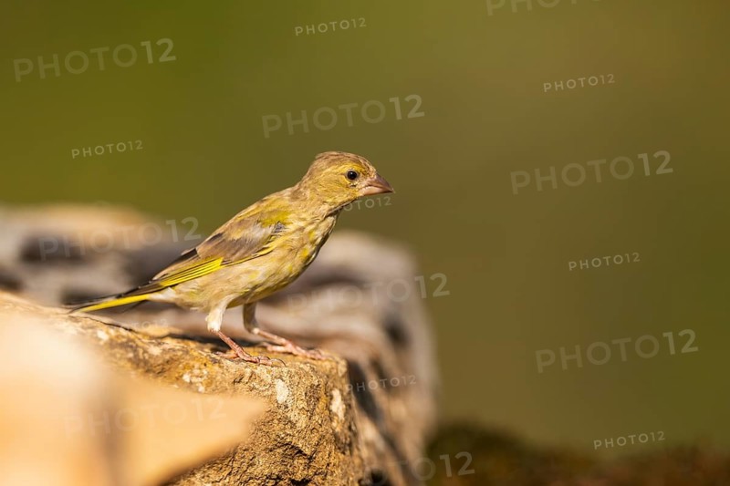European greenfinch (Chloris chloris) sitting on a rock, Pinos, Solsona, Catalonia, Spain