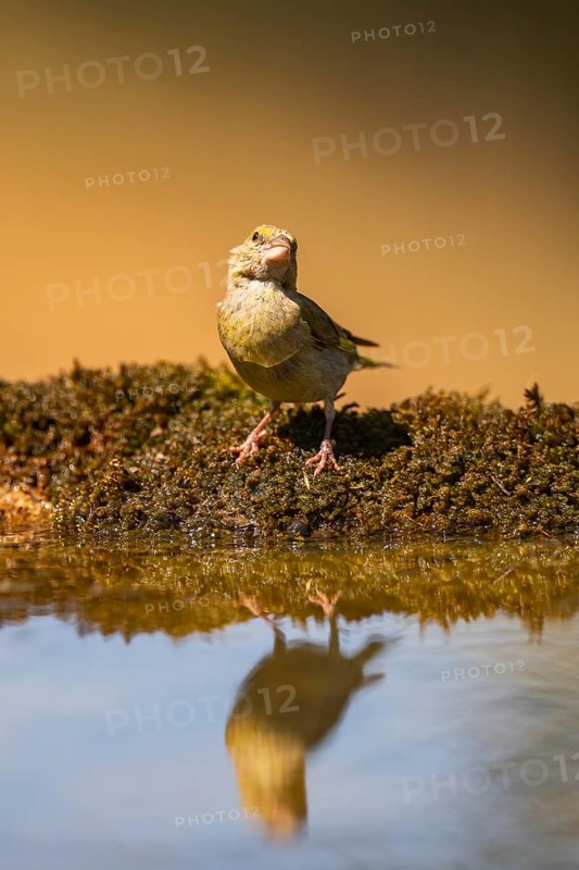 European greenfinch (Chloris chloris) at a water pool, Pinos, Solsona, Catalonia, Spain
