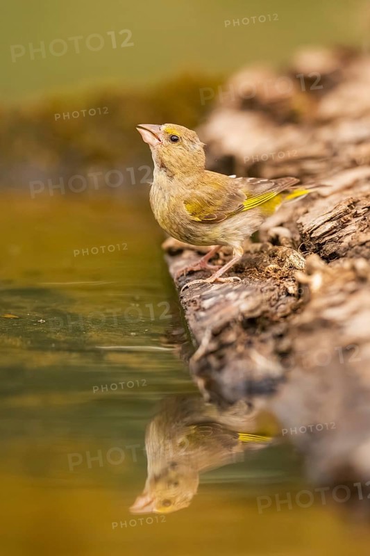 European greenfinch (Chloris chloris) at a water pool, Pinos, Solsona, Catalonia, Spain