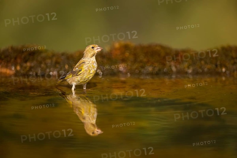 European greenfinch (Chloris chloris) at a water pool, Pinos, Solsona, Catalonia, Spain