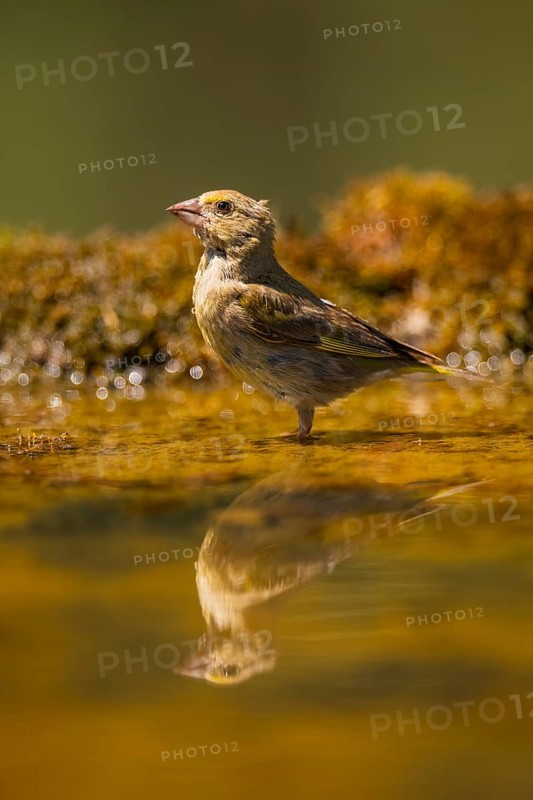 European greenfinch (Chloris chloris) at a water pool, Pinos, Solsona, Catalonia, Spain