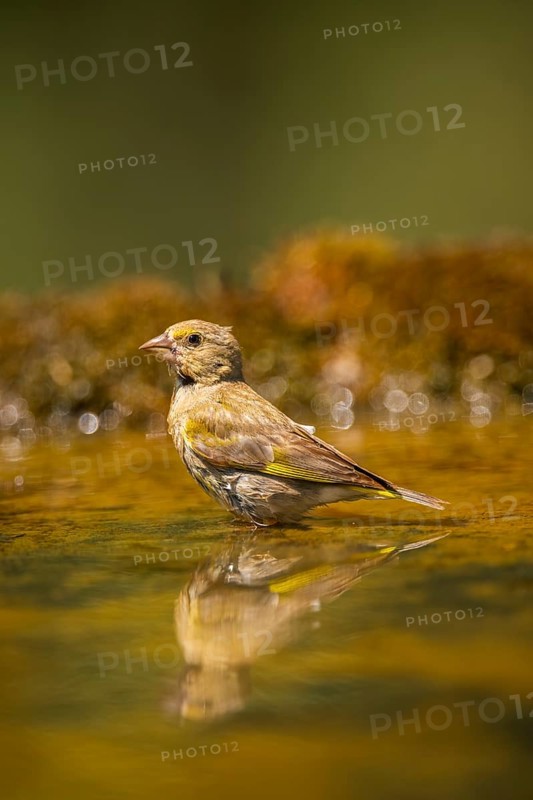European greenfinch (Chloris chloris) at a water pool, Pinos, Solsona, Catalonia, Spain