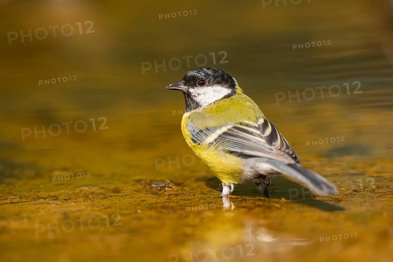 Great Tit (Parus major) at a water pool, Pinos, Solsona, Catalonia, Spain