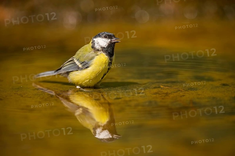 Great Tit (Parus major) bathing in a water pool, Pinos, Solsona, Catalonia, Spain