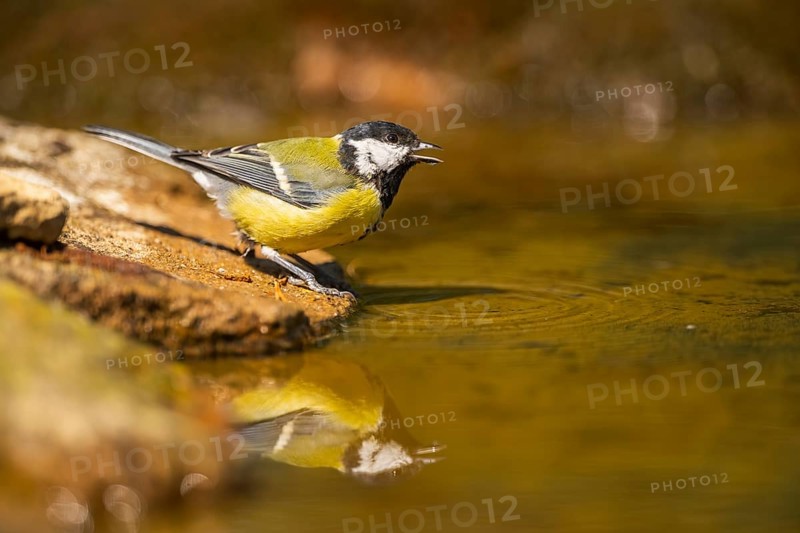 Great Tit (Parus major) at a water pool, Pinos, Solsona, Catalonia, Spain