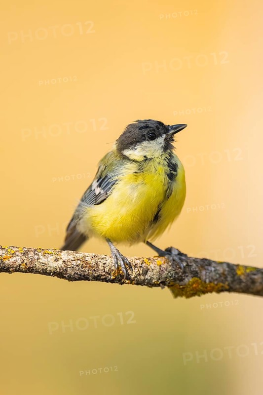 Great Tit (Parus major) sitting on a branch of a tree, Pinos, Solsona, Catalonia, Spain