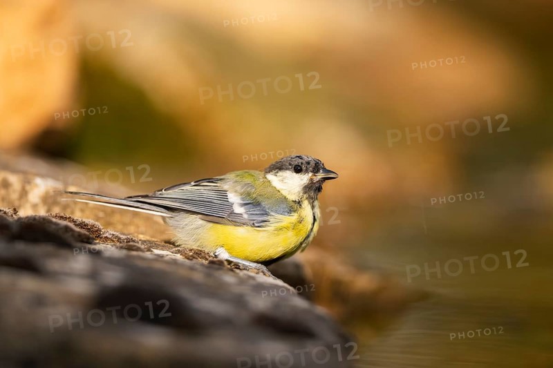 Great Tit (Parus major) at a water pool, Pinos, Solsona, Catalonia, Spain