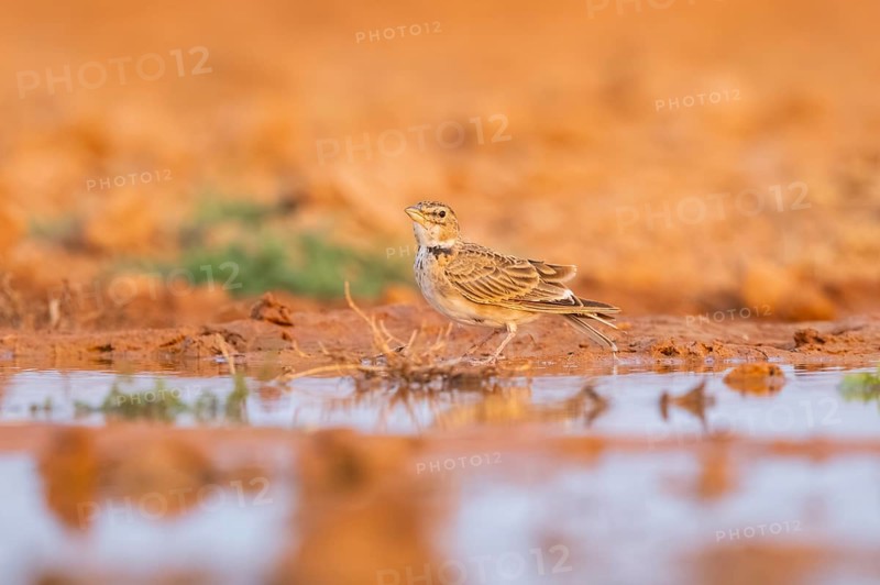 Calandra lark (Melanocorypha calandra) on a farmers field, Belchite, Aragon, Saragossa, Spain