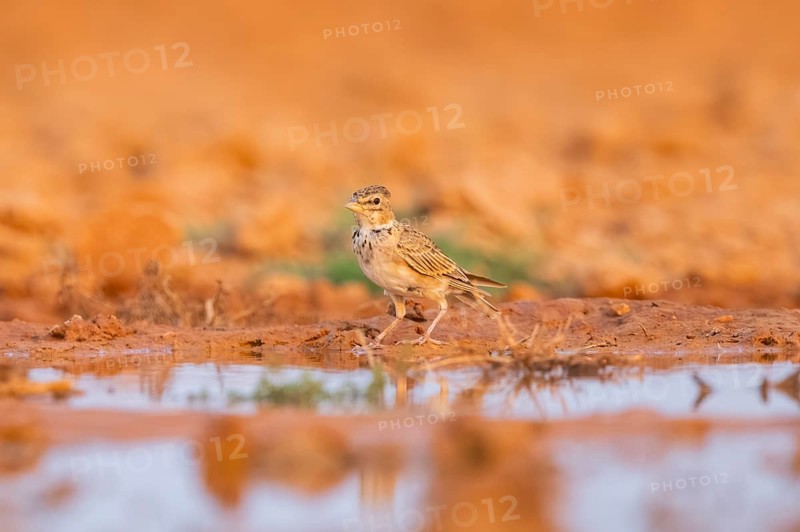 Calandra lark (Melanocorypha calandra) on a farmers field, Belchite, Aragon, Saragossa, Spain