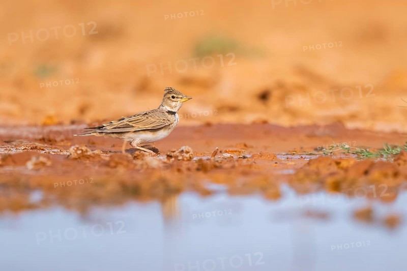 Calandra lark (Melanocorypha calandra) on a farmers field, Belchite, Aragon, Saragossa, Spain