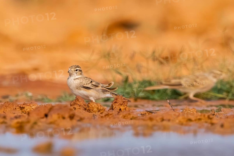 Greater short-toed lark (Calandrella brachydactyla) on a farmers field, Belchite, Aragon, Saragossa, Spain