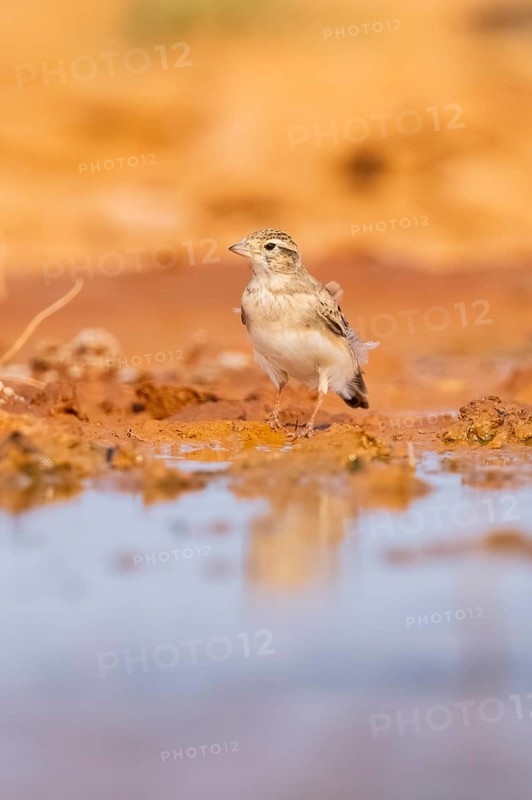 Greater short-toed lark (Calandrella brachydactyla) on a farmers field, Belchite, Aragon, Saragossa, Spain