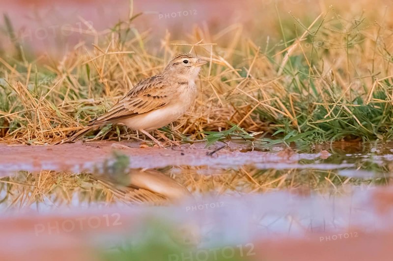 Greater short-toed lark (Calandrella brachydactyla) on a farmers field, Belchite, Aragon, Saragossa, Spain