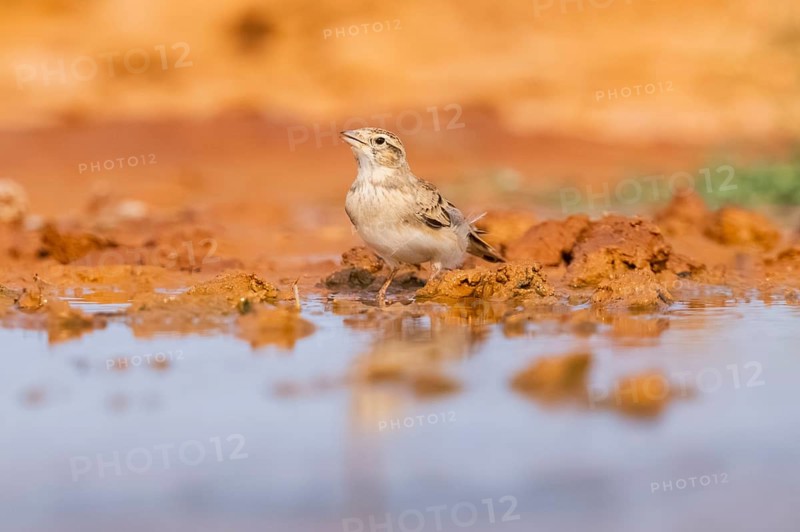 Greater short-toed lark (Calandrella brachydactyla) on a farmers field, Belchite, Aragon, Saragossa, Spain