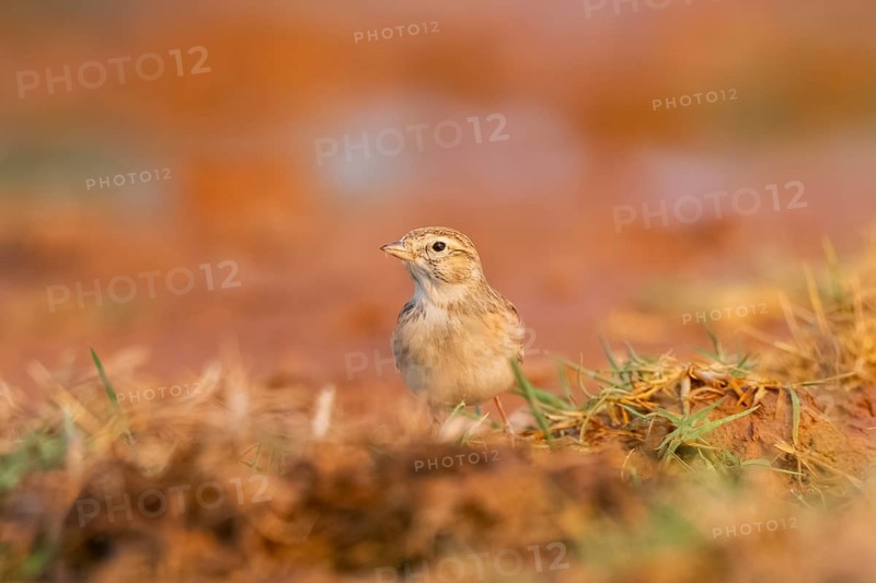 Greater short-toed lark (Calandrella brachydactyla) on a farmers field, Belchite, Aragon, Saragossa, Spain