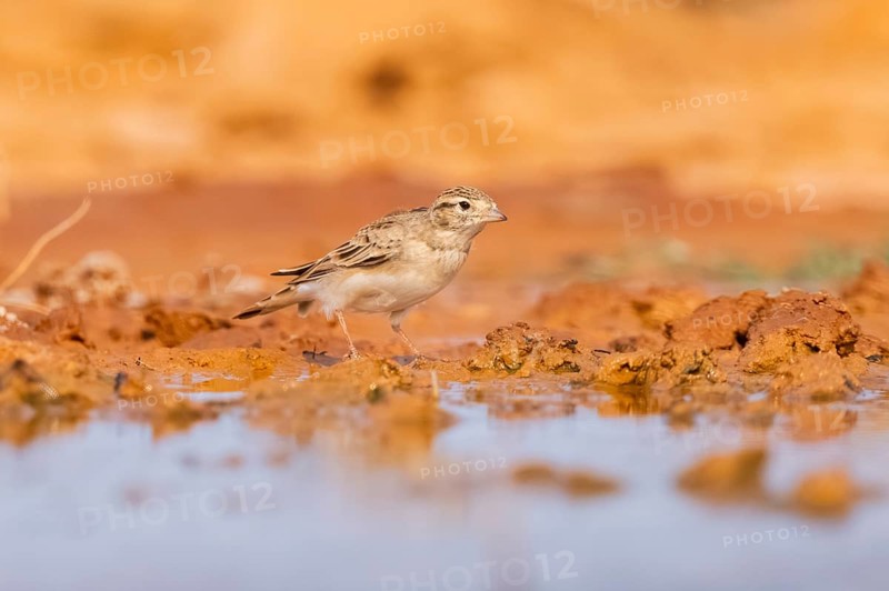 Greater short-toed lark (Calandrella brachydactyla) on a farmers field, Belchite, Aragon, Saragossa, Spain