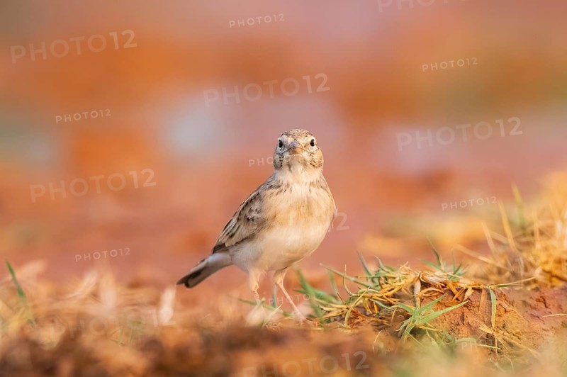 Greater short-toed lark (Calandrella brachydactyla) on a farmers field, Belchite, Aragon, Saragossa, Spain