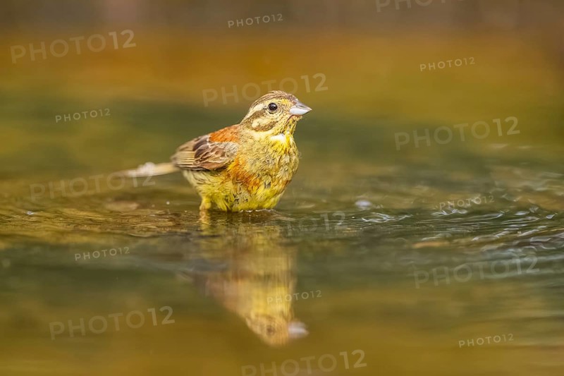 Yellowhammer (Emberiza citrinella) at a water pool, Pinos, Solsona, Catalonia, Spain