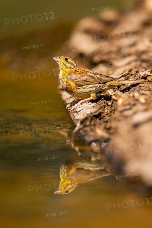 Yellowhammer (Emberiza citrinella) at a water pool, Pinos, Solsona, Catalonia, Spain
