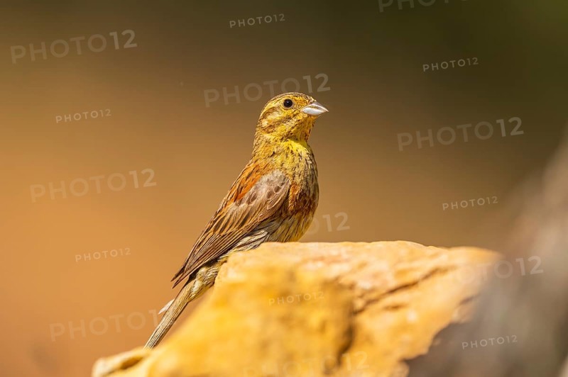 Yellowhammer (Emberiza citrinella) sitting on a rock, Pinos, Solsona, Catalonia, Spain