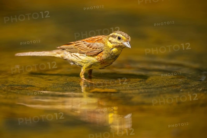 Yellowhammer (Emberiza citrinella) at a water pool, Pinos, Solsona, Catalonia, Spain