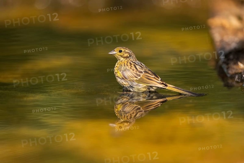 Yellowhammer (Emberiza citrinella) at a water pool, Pinos, Solsona, Catalonia, Spain