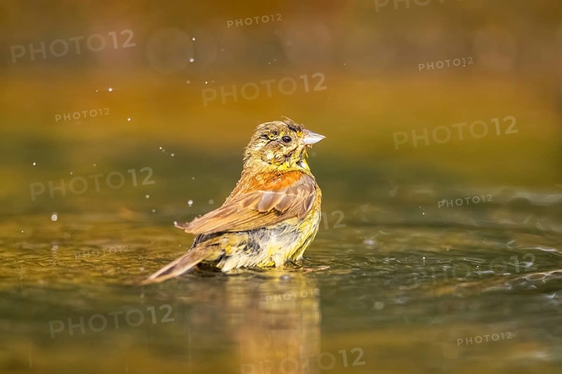Yellowhammer (Emberiza citrinella) at a water pool, Pinos, Solsona, Catalonia, Spain