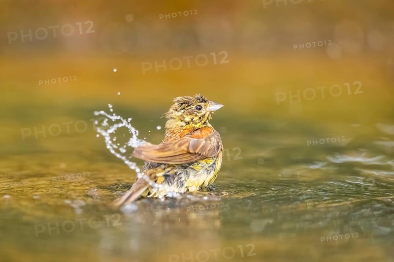Yellowhammer (Emberiza citrinella) bathing in a water pool, Pinos, Solsona, Catalonia, Spain