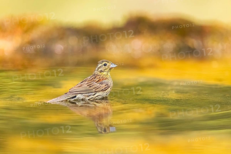 Yellowhammer (Emberiza citrinella) at a water pool, Pinos, Solsona, Catalonia, Spain