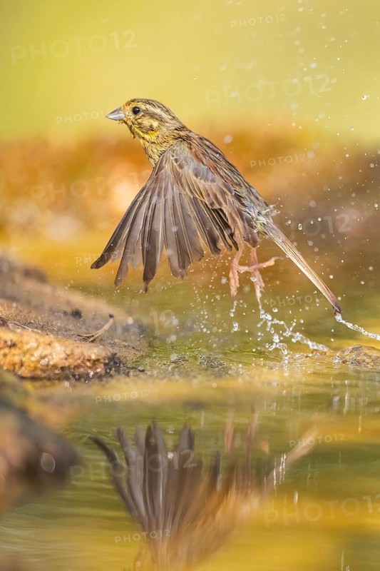 Yellowhammer (Emberiza citrinella) flying from a water pool, Pinos, Solsona, Catalonia, Spain