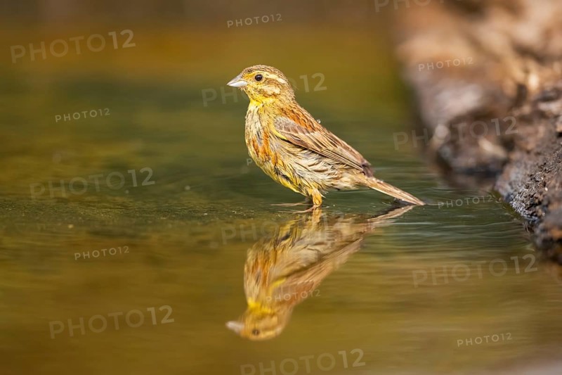 Yellowhammer (Emberiza citrinella) at a water pool, Pinos, Solsona, Catalonia, Spain