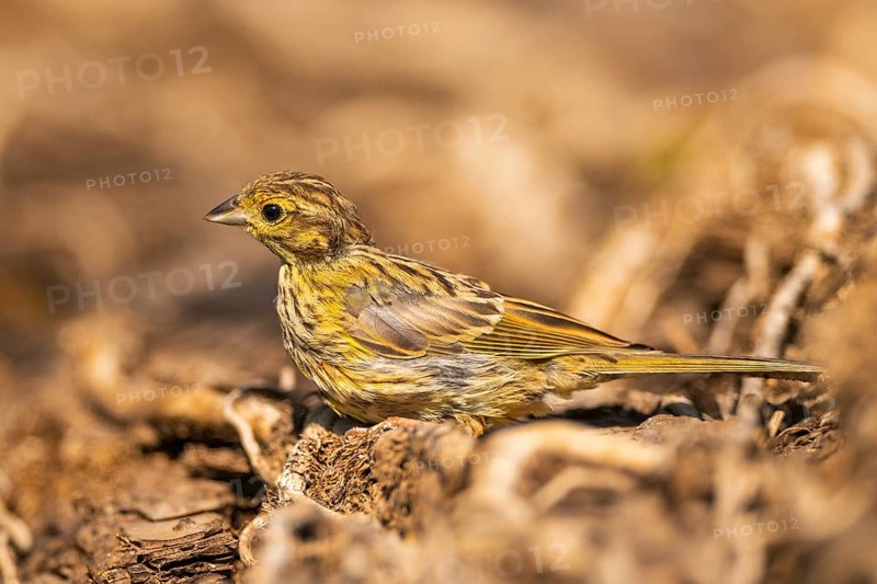 Yellowhammer (Emberiza citrinella) at a water pool, Pinos, Solsona, Catalonia, Spain