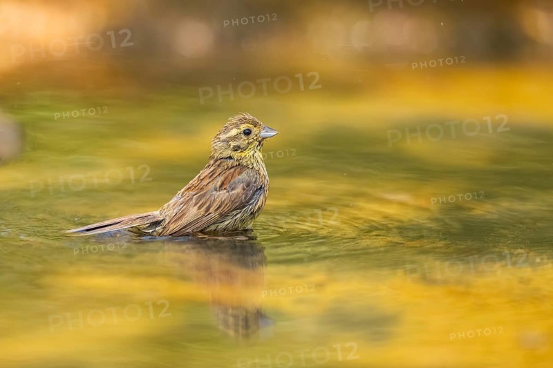 Yellowhammer (Emberiza citrinella) at a water pool, Pinos, Solsona, Catalonia, Spain