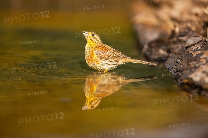 Yellowhammer (Emberiza citrinella) at a water pool, Pinos, Solsona, Catalonia, Spain