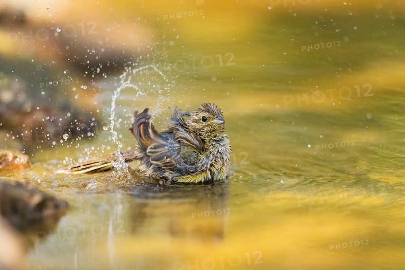 Yellowhammer (Emberiza citrinella) bathing in a water pool, Pinos, Solsona, Catalonia, Spain