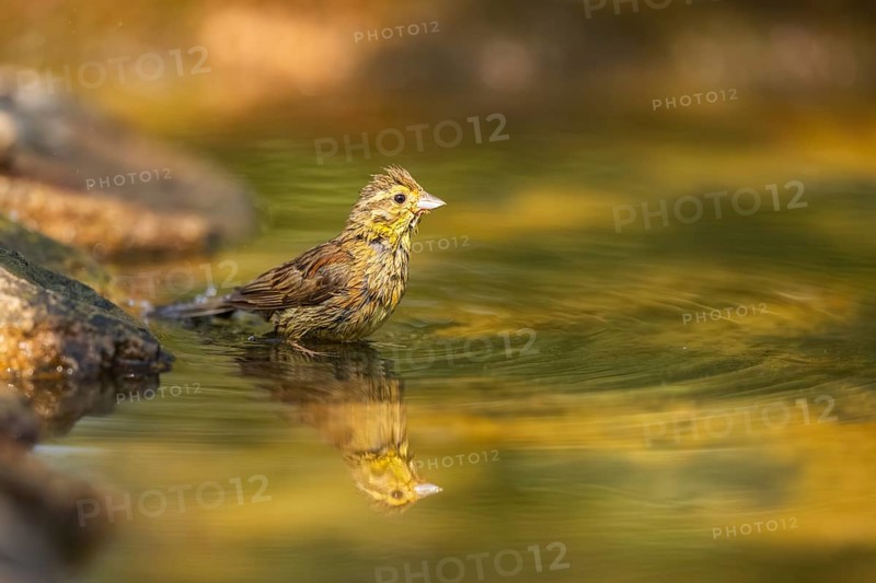 Yellowhammer (Emberiza citrinella) at a water pool, Pinos, Solsona, Catalonia, Spain